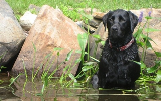 Illustration for article titled Shooting Challenge Pets Gallery 2